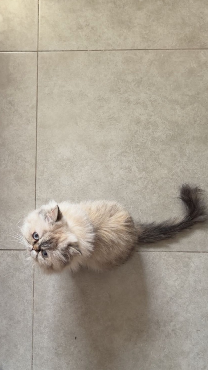 Bella