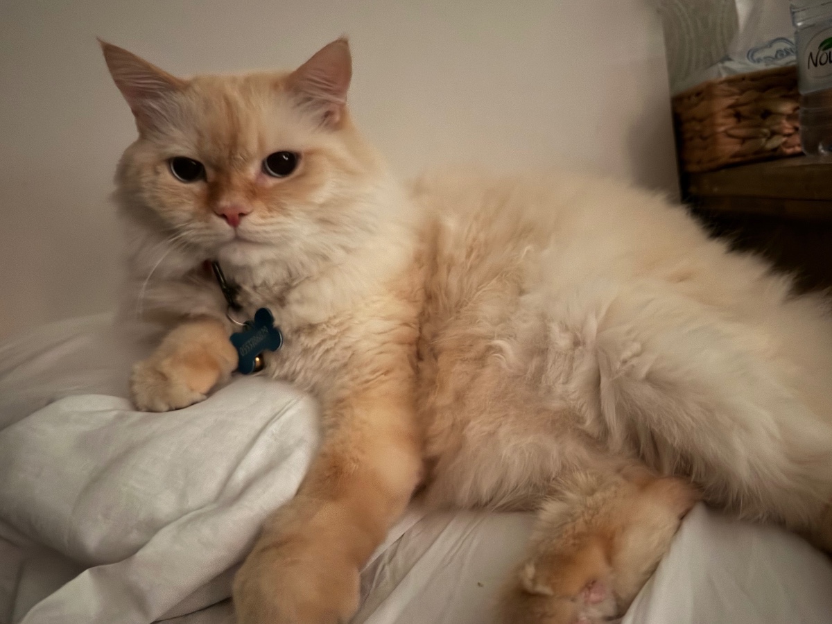 Casper Koko