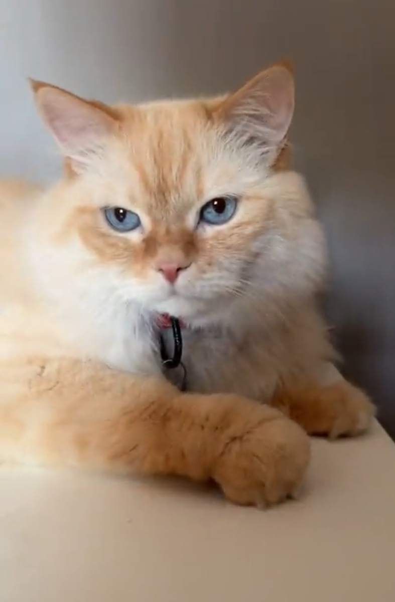 Casper Koko
