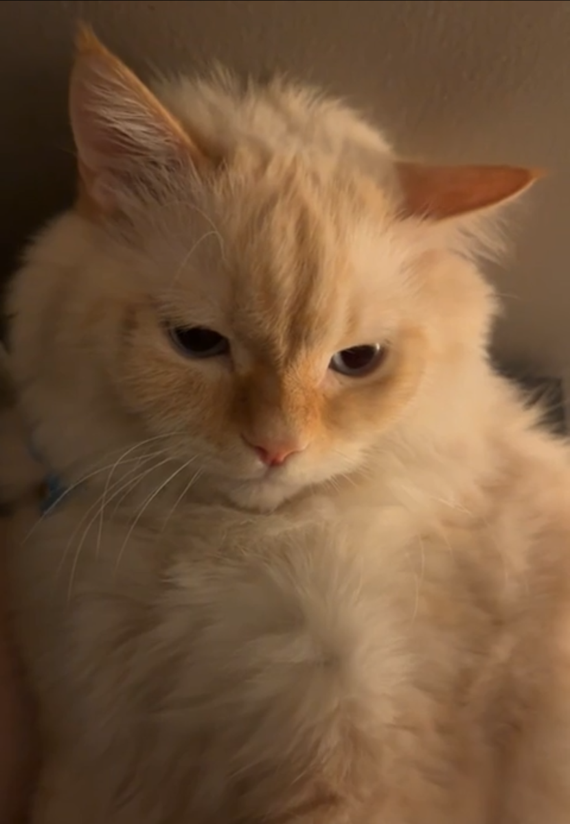 Casper Koko